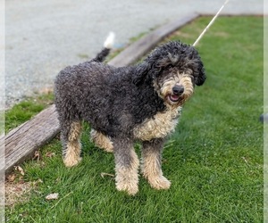Bernedoodle Puppy for sale in CHRISTIANA, PA, USA