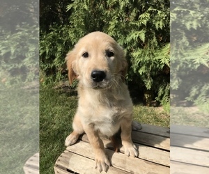 Golden Retriever Puppy for sale in GOSHEN, IN, USA