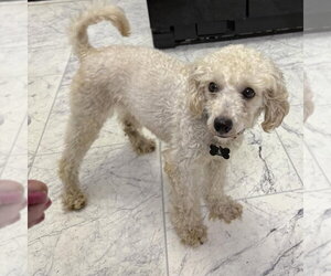 Poodle (Miniature) Dogs for adoption in Spring Lake, NC, USA