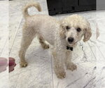 Addy - Female Poodle (Miniature) Dog for Adoption - Small photo