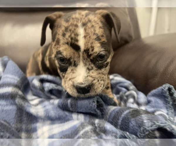 Medium Photo #58 American Bully Puppy For Sale in REESEVILLE, WI, USA
