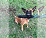 Small #1 Mutt