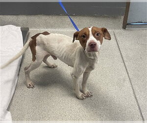 American Pit Bull Terrier-Unknown Mix Dogs for adoption in Tallahassee, FL, USA