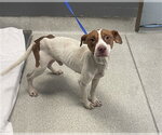 COPPER - Male American Pit Bull Terrier-Unknown Mix Dog for Adoption - Small photo