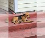 Small Mutt