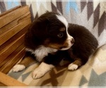 Small #4 Miniature Australian Shepherd