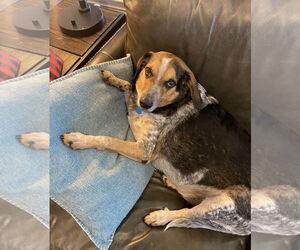 Beagle-Bluetick Coonhound Mix Dogs for adoption in Euless, TX, USA