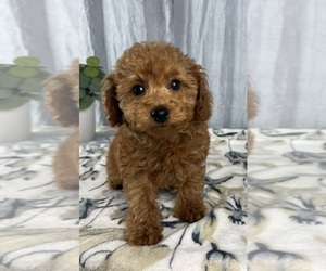 Poodle (Miniature) Puppy for sale in GREENWOOD, IN, USA