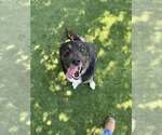 Small #3 German Shepherd Dog Mix