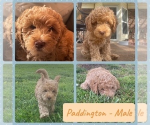Miniature Labradoodle Puppy for sale in MBORO, TN, USA