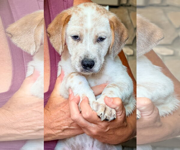 Medium Photo #2 Mutt Puppy For Sale in San Diego, CA, USA