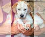 Small #1 Mutt
