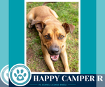 Small #5 Labrador Retriever Mix