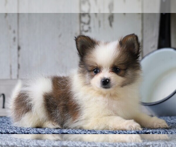 Medium Photo #4 Pomeranian Puppy For Sale in FREDERICKSBG, OH, USA