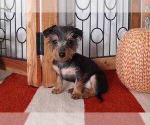 Dorkie Puppy for sale in NAPLES, FL, USA