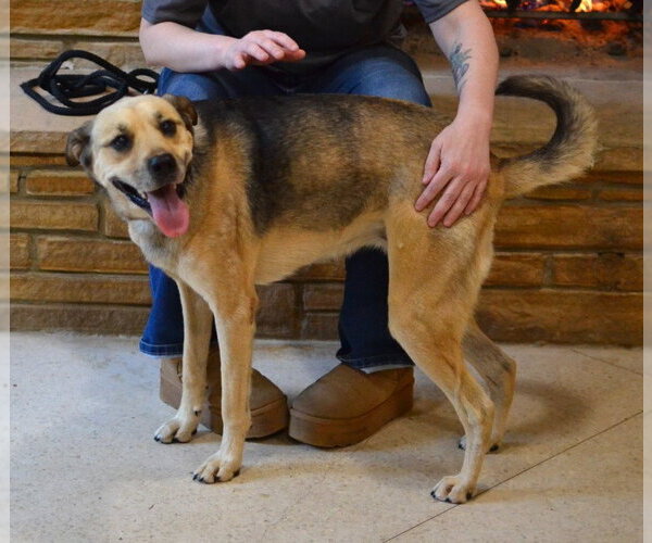 Medium Photo #3 German Shepherd Dog-Unknown Mix Puppy For Sale in Enfield, CT, USA