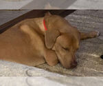 Small Photo #5 Golden Labrador Puppy For Sale in Mt. Laurel, NJ, USA