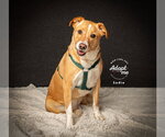 Small #1 Labrador Retriever Mix