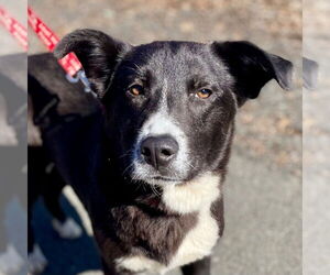 Labrenees Dogs for adoption in Canton, CT, USA