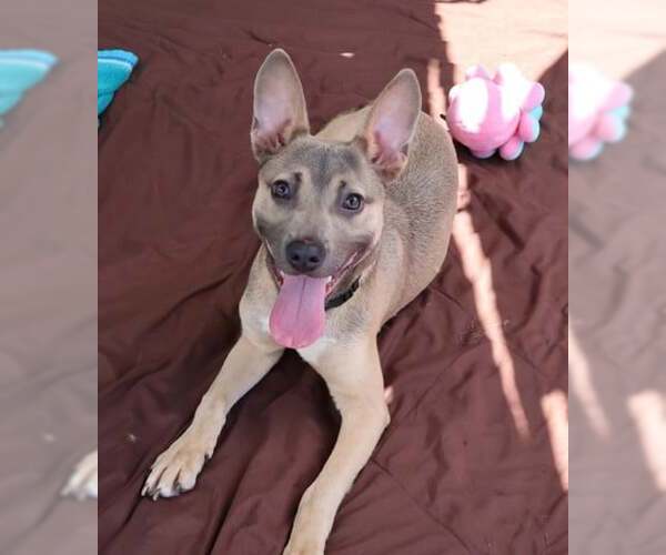 Medium Photo #1 Carolina Dog-Unknown Mix Puppy For Sale in Rockaway, NJ, USA