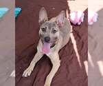 Small Carolina Dog Mix