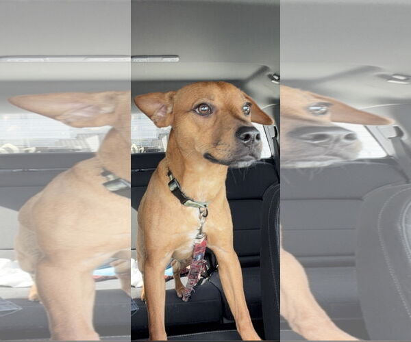 Medium Photo #1 Chihuahua-Unknown Mix Puppy For Sale in Royal Palm Beach, FL, USA