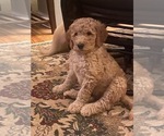 Small #24 Goldendoodle