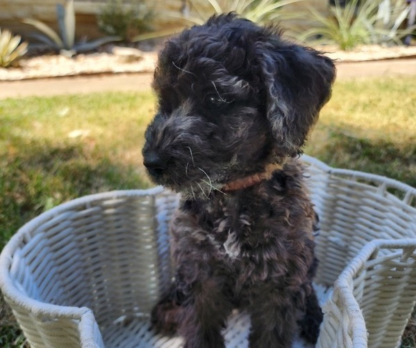 Medium Photo #3 Doodle-Goldendoodle Mix Puppy For Sale in WACO, TX, USA