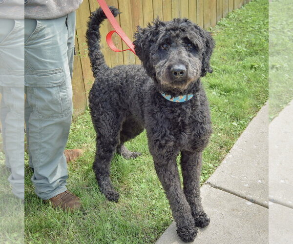 Medium Photo #3 Mutt Puppy For Sale in Huntley, IL, USA