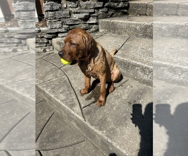 Medium Photo #4 Labrador Retriever Puppy For Sale in SAINT LOUIS, MO, USA