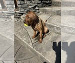Small #3 Labrador Retriever