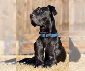 Great Dane-Unknown Mix Dogs for adoption in Lakewood, CO, USA