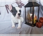 Small Photo #4 French Bulldog Puppy For Sale in LITTLE ELM, TX, USA