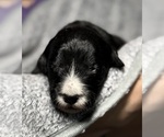 Small #2 Goldendoodle