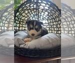 Small Photo #49 Siberian Husky Puppy For Sale in KANSAS CITY, MO, USA