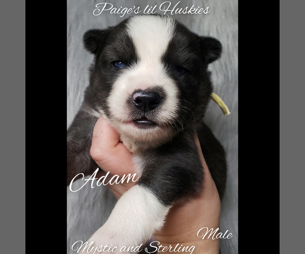 Medium Photo #14 Siberian Husky Puppy For Sale in BLOOMFIELD, IN, USA