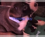 Small Photo #3 Boston Terrier-Collie Mix Puppy For Sale in COLUMBUS, OH, USA