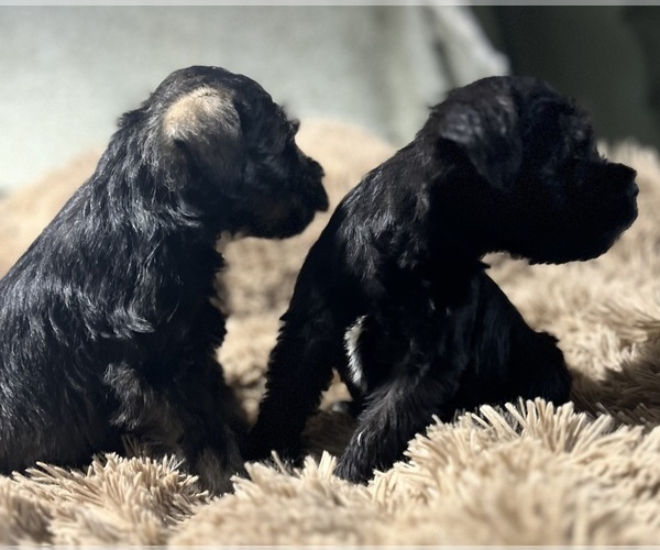Medium Photo #16 Schnauzer (Miniature) Puppy For Sale in WALNUT COVE, NC, USA
