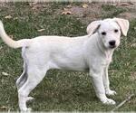 Small #2 Labrador Retriever Mix