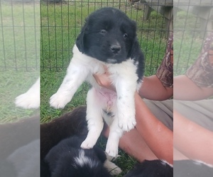 Newfoundland Puppy for sale in MILAN, IN, USA
