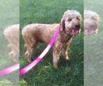 Small Photo #1 Goldendoodle (Miniature) Puppy For Sale in EAST EARL, PA, USA