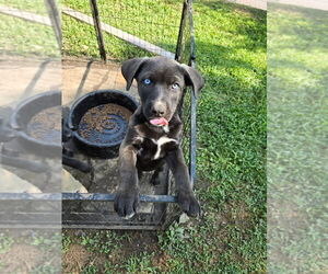 American Pit Bull Terrier-Siberian Husky Mix Puppy for sale in NEW BETHLEHEM, PA, USA
