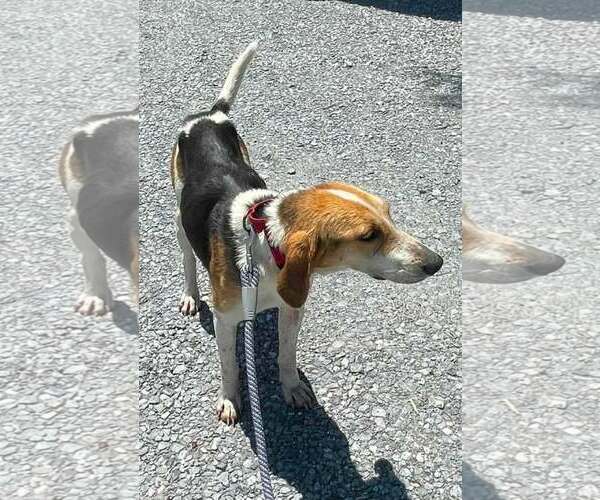 Medium Photo #2 American Foxhound Puppy For Sale in Rustburg, VA, USA