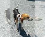 Small #3 American Foxhound