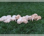 Small Photo #5 Labrador Retriever Puppy For Sale in EATON, CO, USA
