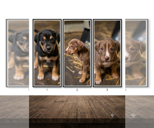 Catahoula Leopard Dog Puppy for sale in ARLINGTON, WA, USA