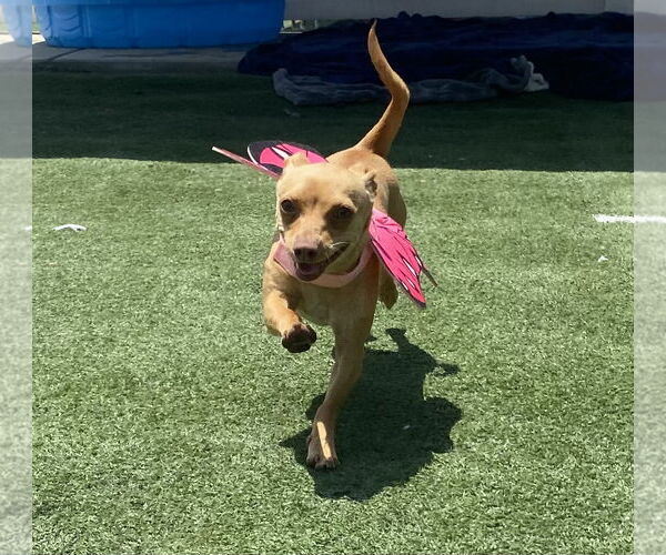 Medium Photo #3 Chihuahua-Unknown Mix Puppy For Sale in La Verne, CA, USA