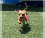 Small #2 Chihuahua Mix
