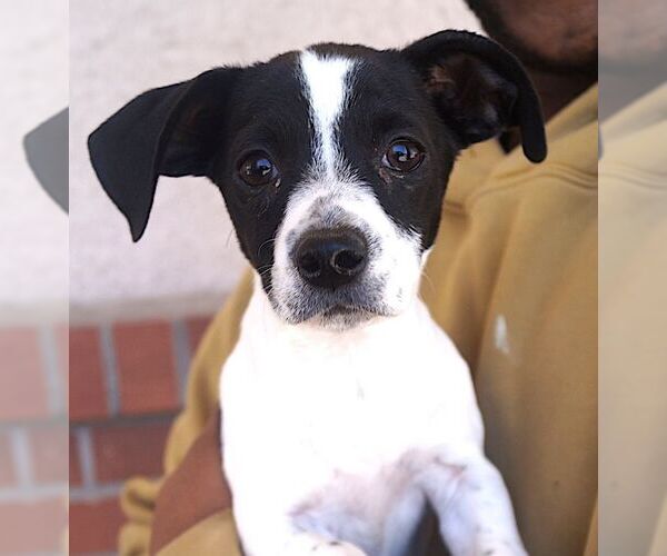 Medium Photo #1 Mutt Puppy For Sale in Carrollton, TX, USA