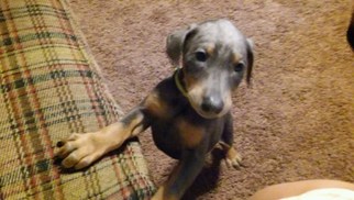 Doberman Pinscher Puppy for sale in ROCKWELL, NC, USA